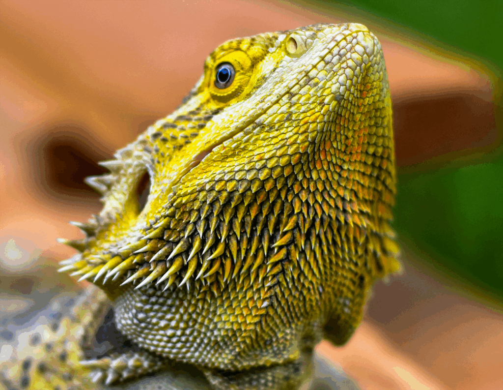 上皮内新生物と悪性新生物の違いについて詳しく教えてください？