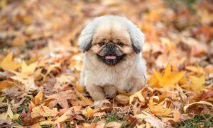 入院の定義とは何か、知っておくべきポイントは？