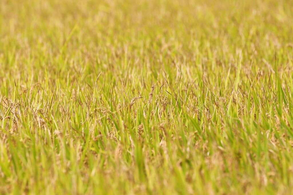 サッカーでACL断裂の予防と応急処置RICEはいつまで行うべき？