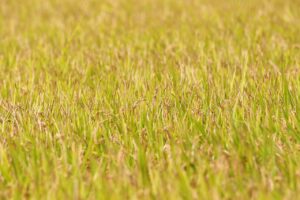 サッカーでACL断裂の予防と応急処置RICEはいつまで行うべき？