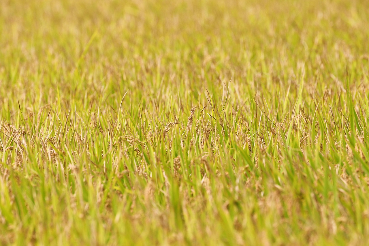 サッカーでACL断裂の予防と応急処置RICEはいつまで行うべき？