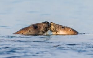 上皮内新生物とはどのような病気で、どんな症状が現れるのか？
